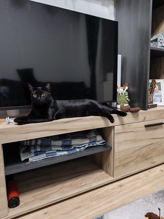 Donez pisica  femela