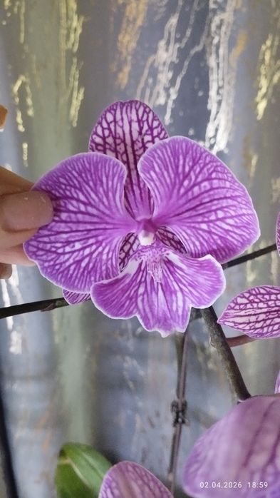 Продается Шикарная Орхидея Биг лип венозная