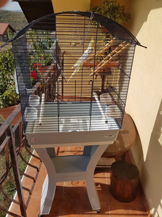 Vând nimfe cu tot cușcă