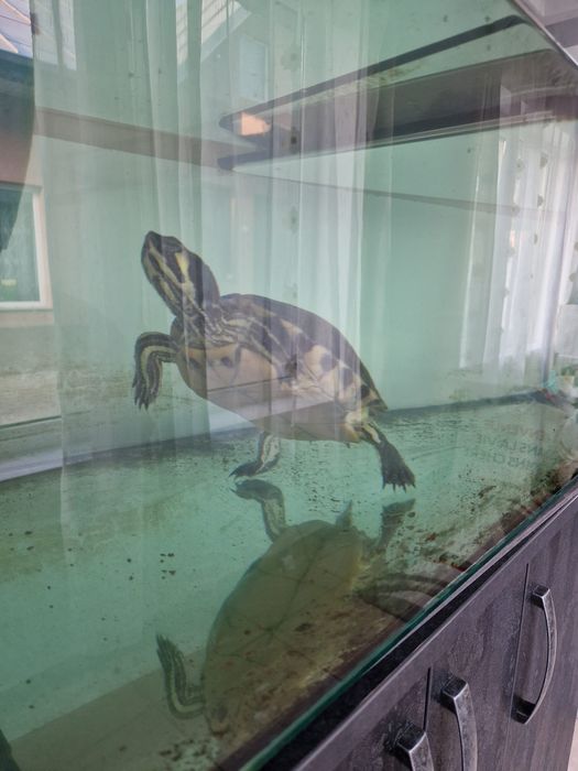 Acvariu broasca țestoasă