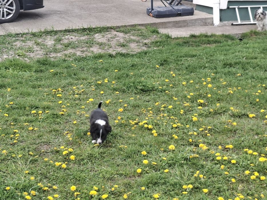 Dau spre adopție 5 căței frumoși