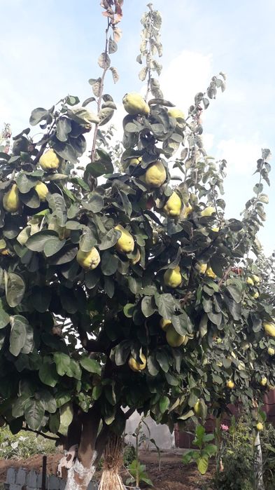 Toaletare pomi fructiferi, trandafiri și vie.