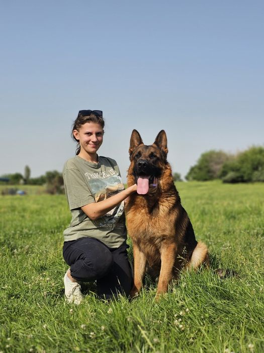 Кинолог ‐ дрессировка собак