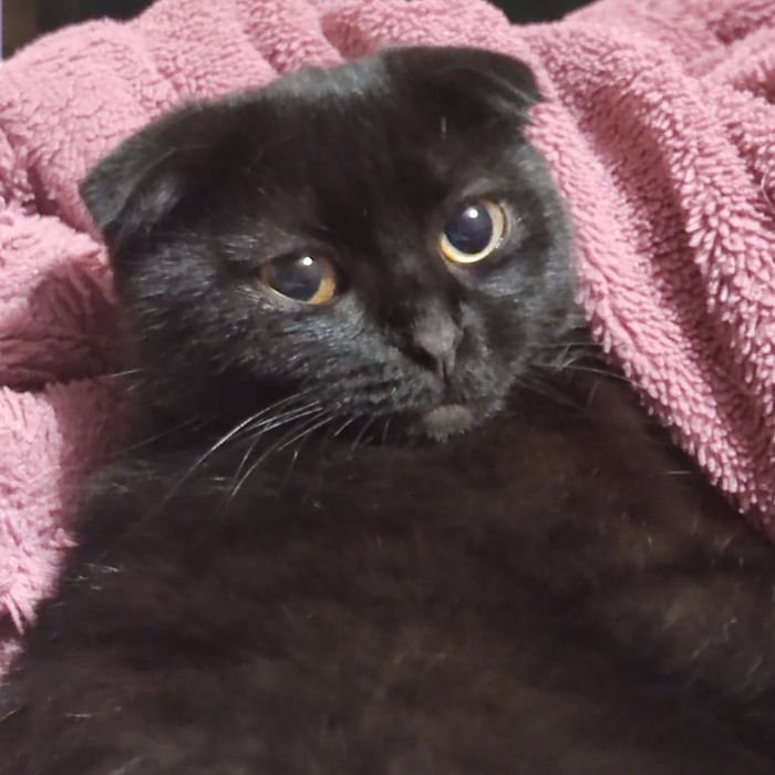 потерялась кошечка!!!