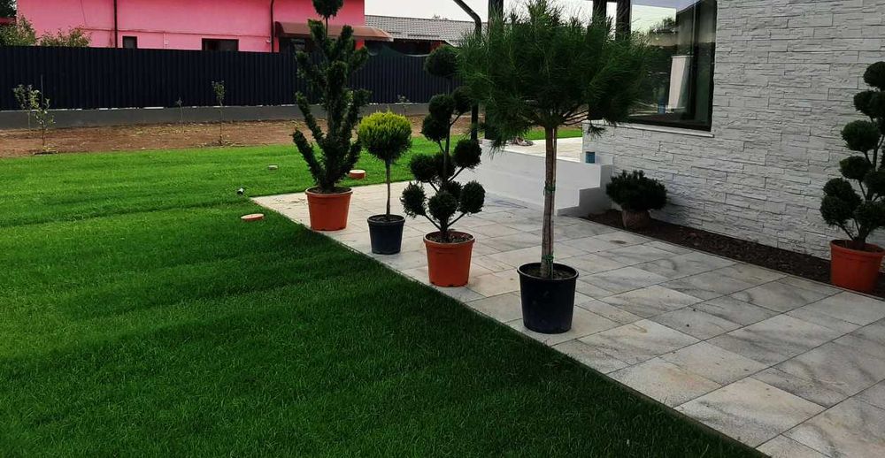 Gazon Rulou Dens și Rezistent – Ideal pentru Curți sau Grădini