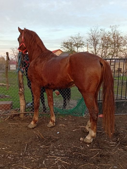 Vând său schimb cal castrat de 4 ani