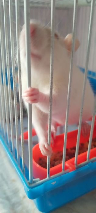 Отдам Крыс в добрые руки 2 д