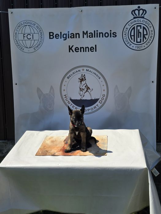 Ciobănesc Belgian Malinois cu pedigree FCI tip A