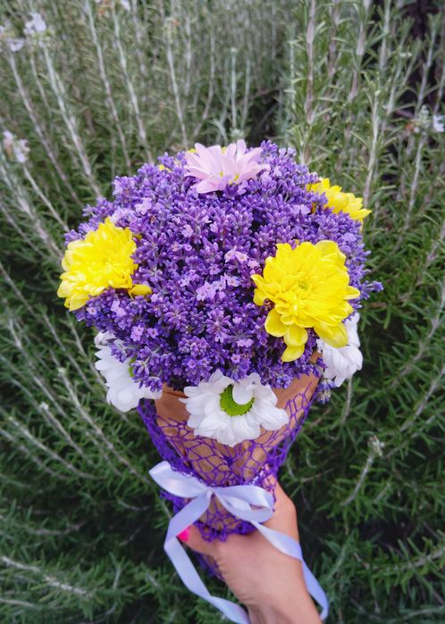 Разсад лавандула