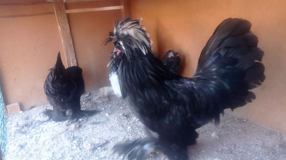 Koreys tovuq va xorozlar sotiladi