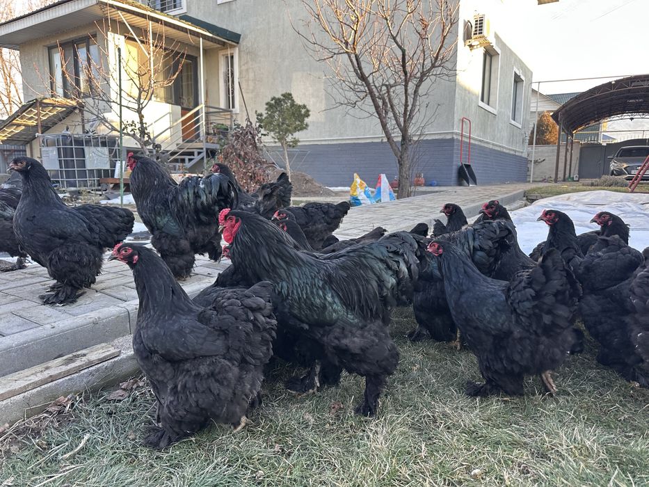 Куры брама черная