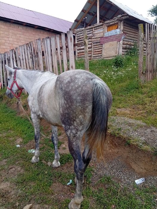 De vazhare iapa 8ani