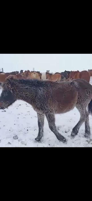 Жабагы сатылады.