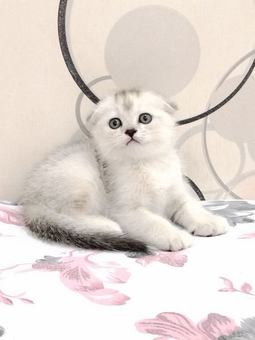 Шотланский Скоттиш фолд! Серебпо Шиншилла!