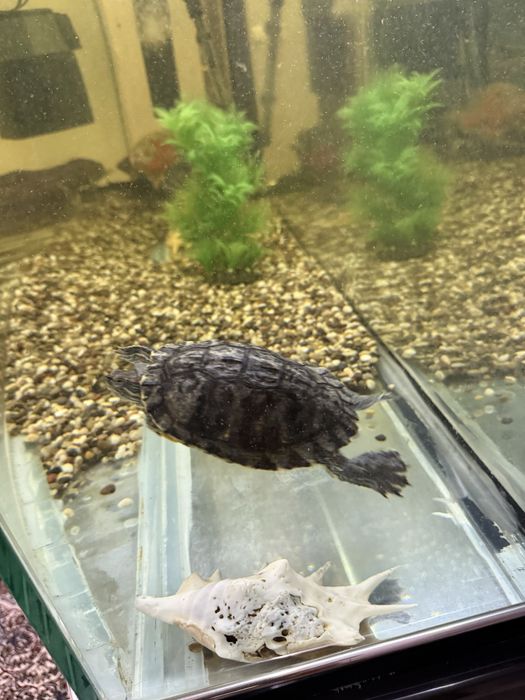 Akvarium uchun toshbaqa