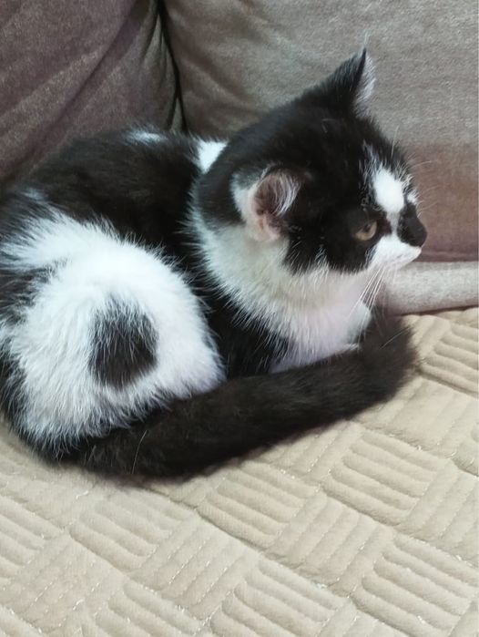 Отдам котенка мальчик