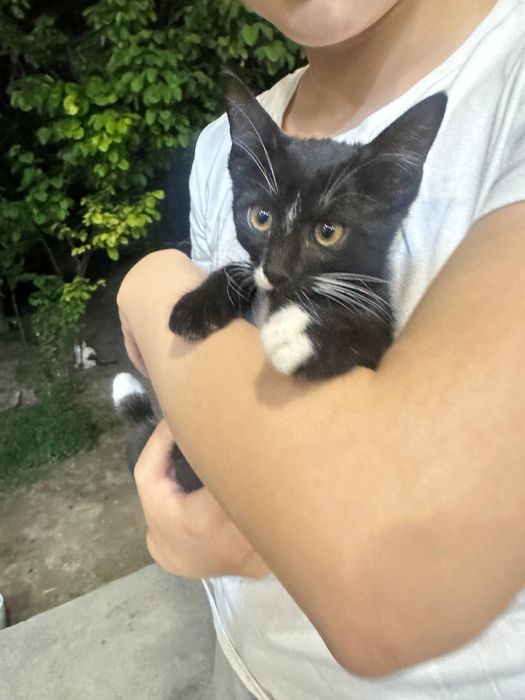 Котята в добрые и заботливые руки
