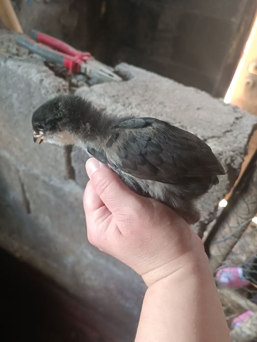 Pui de rasa araucana și ameraucana