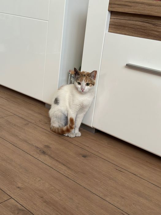 Женско кастрирано коте търси дом