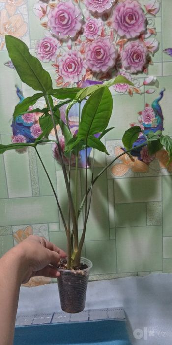 Сингониум ангустатум.120т.сум