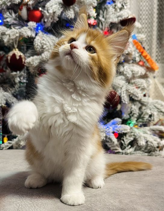 Породистые котята мейнкун