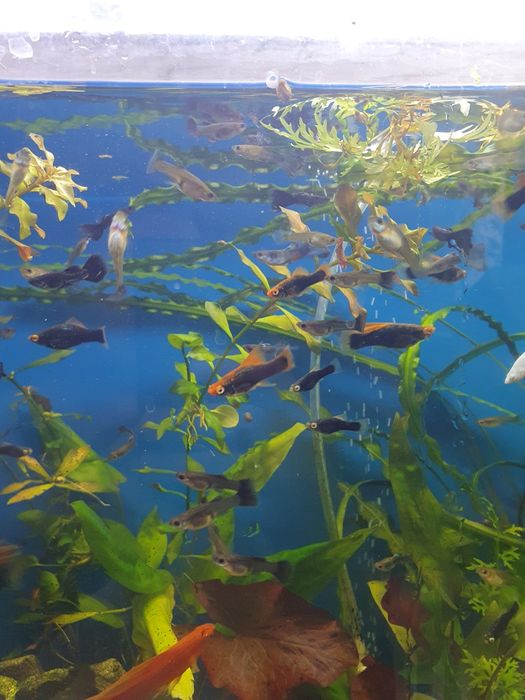 Меченосец рубин 4-5см