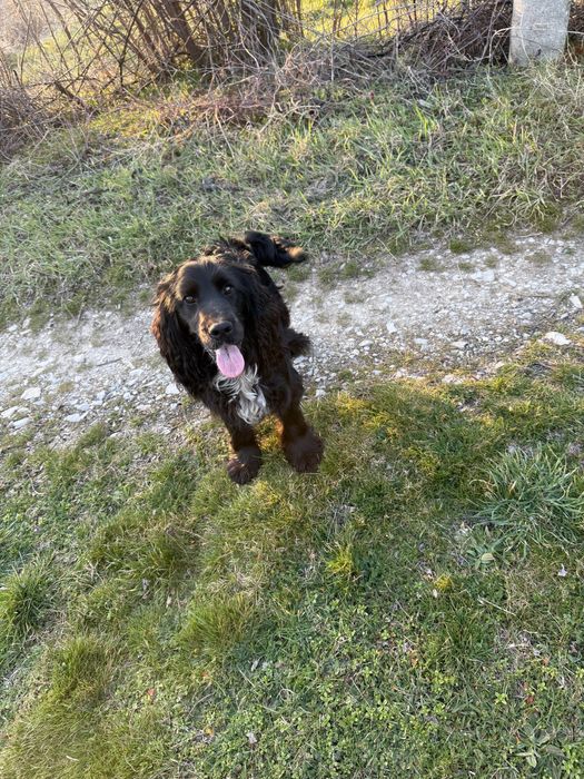 Кокер шпаньол