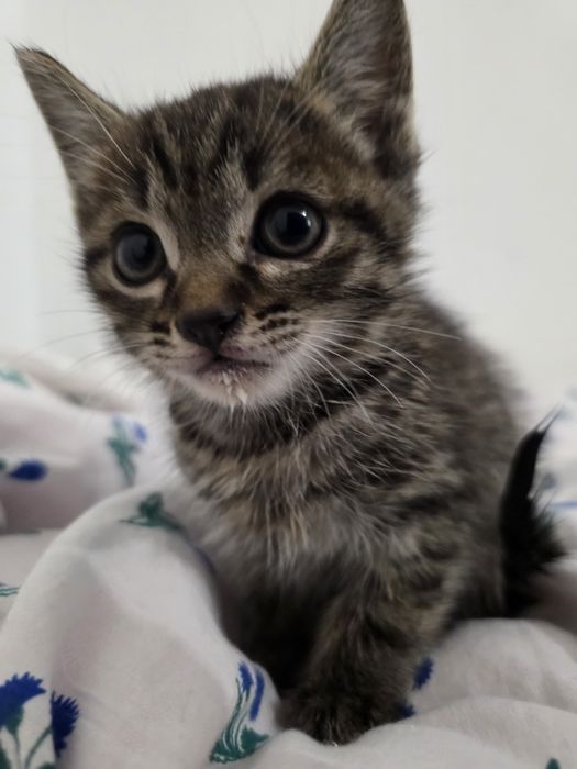 Котята в хорошие руки