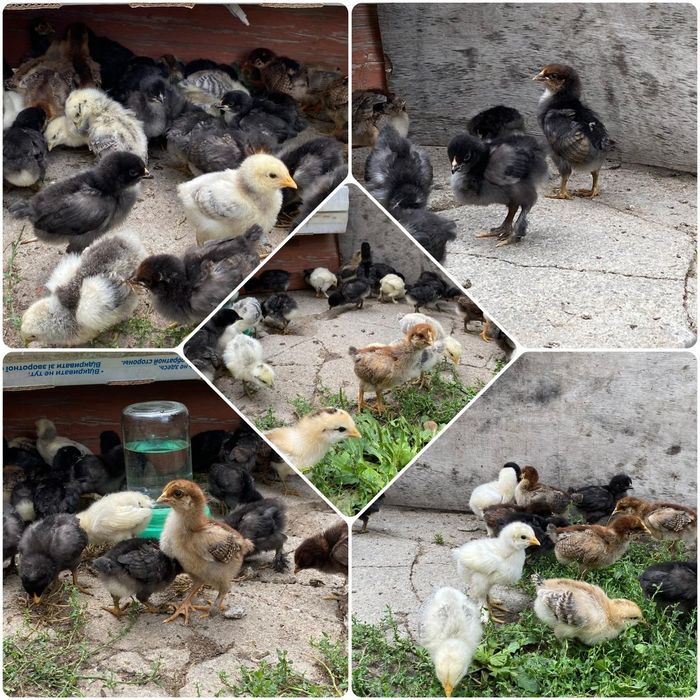 Цыплята суточные.