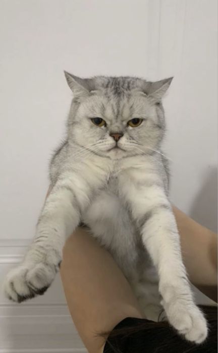 Отдам в добрые руки