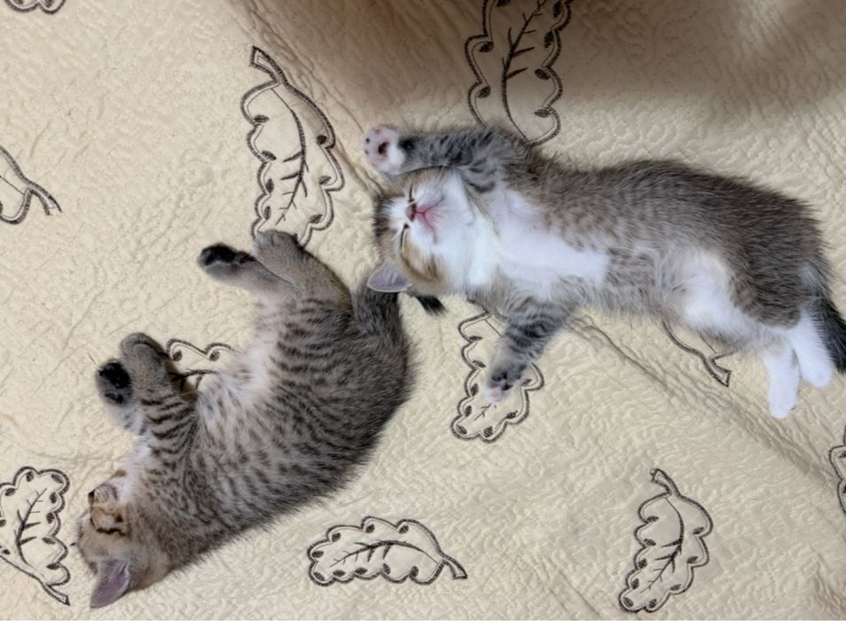 Puiuti British Shorthair si Scottish Fold