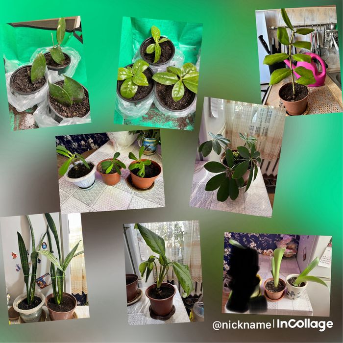 Переския шиповатая обмен