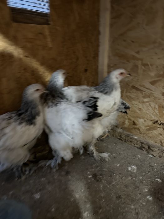 Familie brahma hd tineret
