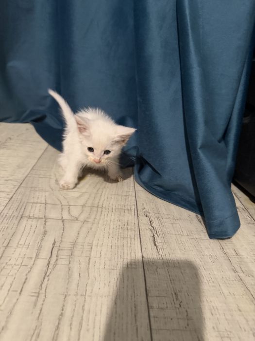 Котенок белый мальчик