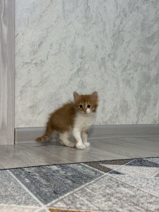 Котенок рыжа-белый