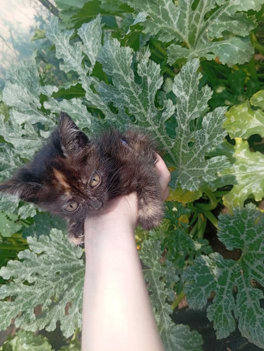 Котята бесплатно