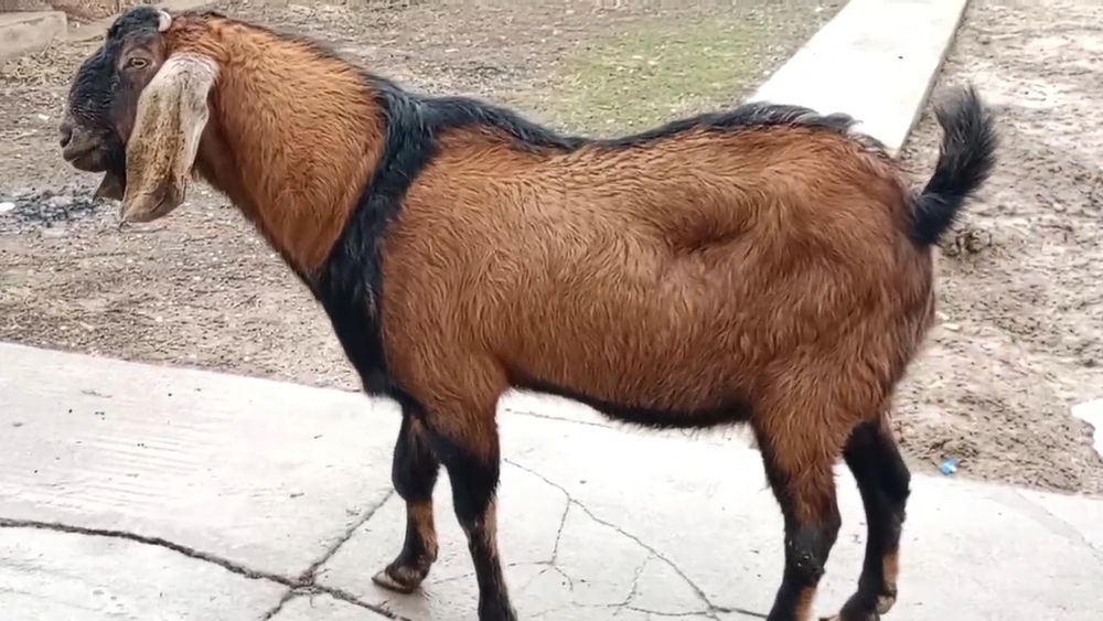 Коза Ешкі Коза ешкі