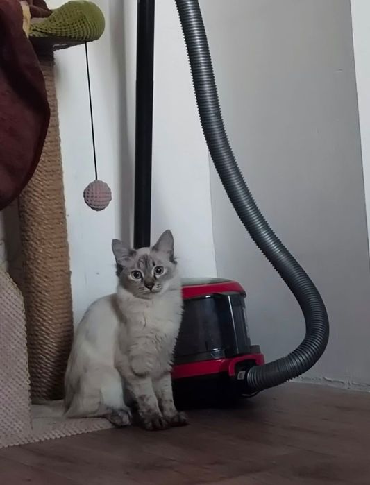 Отдам кошку в добрые руки