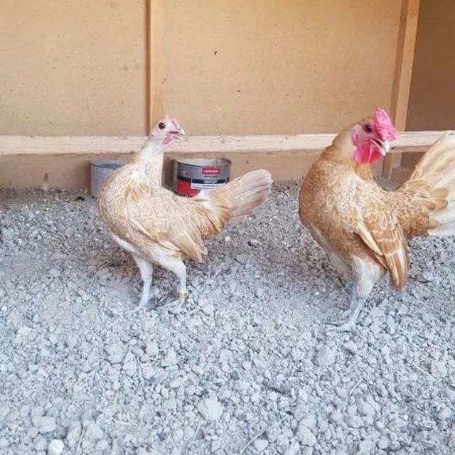 Птицы декоративные