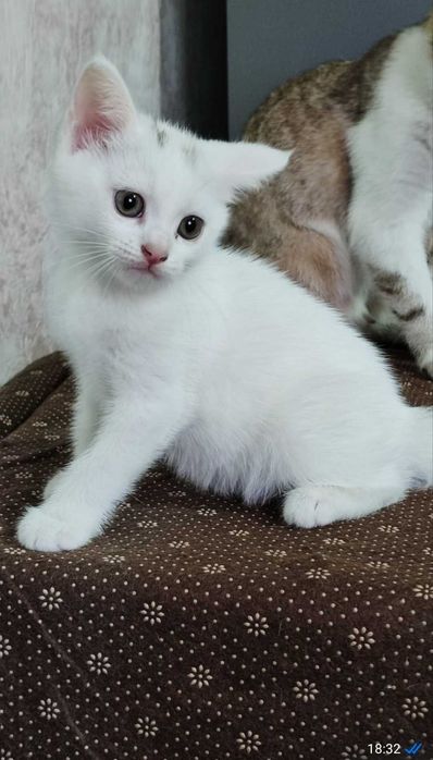 Белоснежный котенок