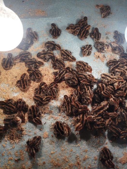 Bedana urugʻlangan tuxumi bor