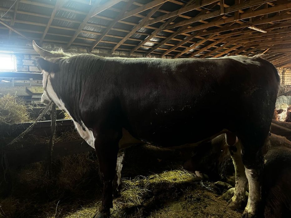 Семіз Откорм бұқалар