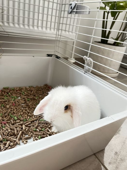 Продавам декоративно зайче холандско джудже