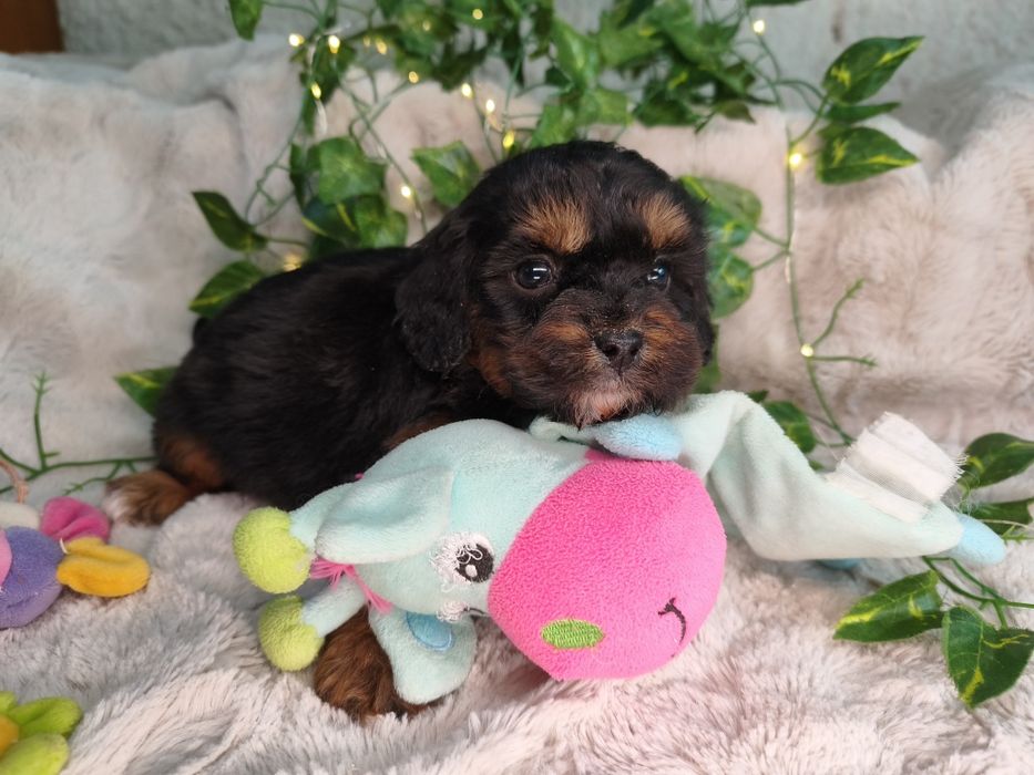Vand baietel Cavapoo F1 black and tan.