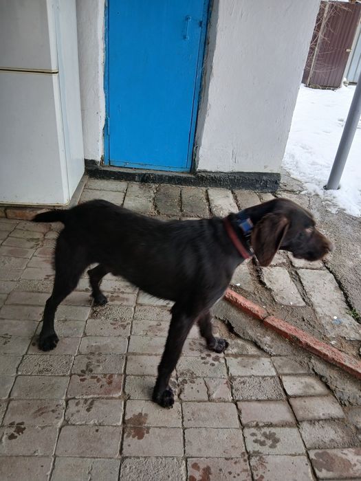 Продам кобеля дратхаара