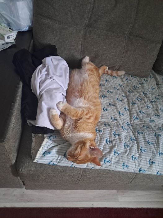 Отдам котика 8 месяцев