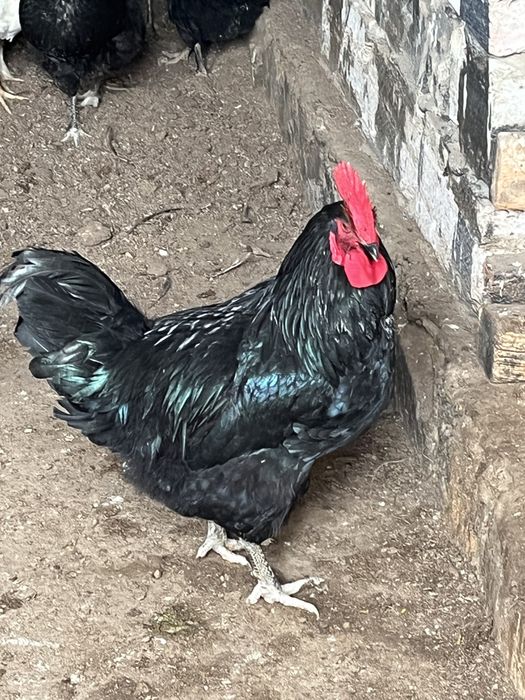 Тауықтар сатылады