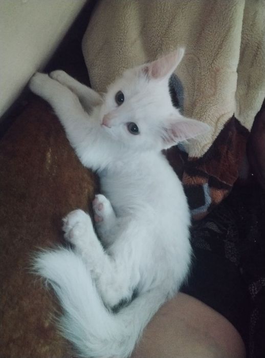 Отдам в хорошие руки