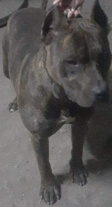 Ищем подругу питбуль кубинец