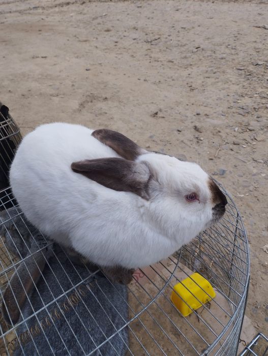 Mascul californian disponibil